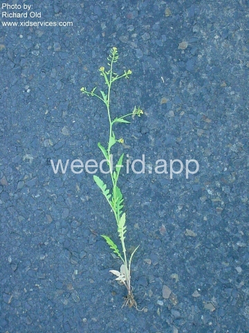 yellowcress, marsh